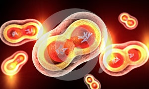 Proliferation of transparent cells, nucleus, cell membrane and visible chromosomes