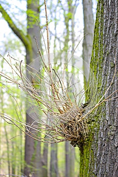 Proliferation Of Twigs