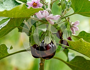 Prolific Black beauty eggplant, aubergine fruits hanging on plant with flowers in summer garden