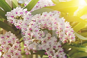 Prolific Blooming Pink Rhynchostylis gigantea Orchid Flowers