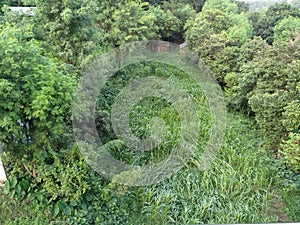 Prolific seeds germination