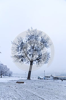 Promenade in Bratislava park in a snowy winter day, Sad Janka Kr