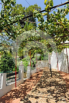 Promenade with a large grapevine in the Alange spa Balneario, Badajoz province, Spain photo