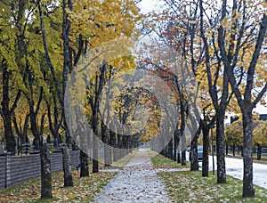 Promenade path in VÃ¤rnamo, Sweden during Autumn