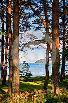 From the promenade through the trees look out to the Baltic Sea and cliff. From Binz to Sellin