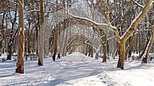 Promenade under the sycamore trees
