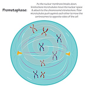 prometaphase stage of mitosis