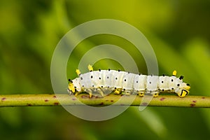 Promethea Silkmoth Caterpillar