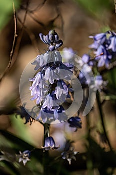 Prominent blue flower stands in front of shrubs in the background photo