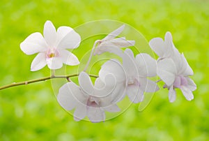 Prominent white orchids