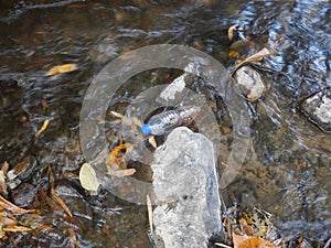 Plastic bottle floating on the water photo