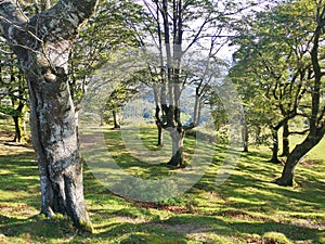 Promotional photograph of the BaztÃÂ¡n Valley, photo