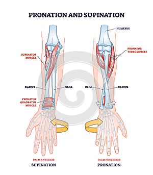 Pronation and supination medical term for hand movement outline diagram