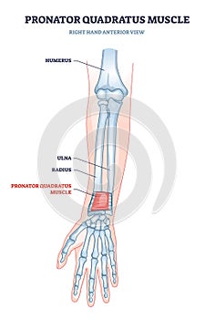 Pronator quadratus muscle with right hand anterior view outline diagram photo