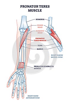 Pronator teres muscle with arm and elbow muscular system outline diagram