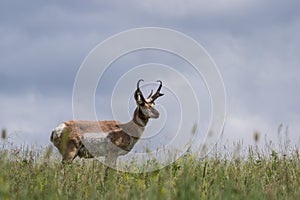 Prong horn antelope photo