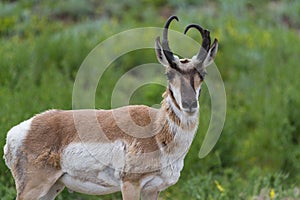 Prong horn antelope photo