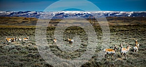 Prong Horn Antelope Wyoming USA