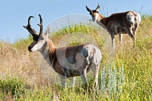 Pronghorn