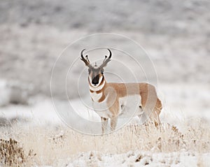 Pronghorn