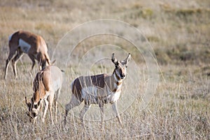 Pronghorn