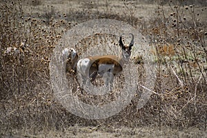 Pronghorn American Antelope Buck Stare