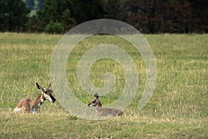 Pronghorn `American Antelope` Doe with Fawn