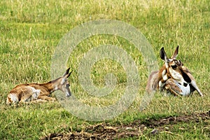 Pronghorn `American Antelope` Doe with Fawn