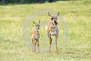 Pronghorn `American Antelope` Doe with Fawn