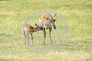 Pronghorn `American Antelope` Doe with Fawn