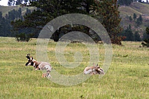 Pronghorn `American Antelope` Doe with Fawn