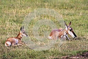 Pronghorn `American Antelope` Doe with Fawn