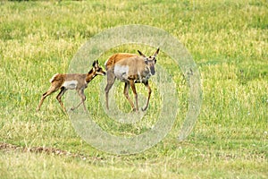 Pronghorn `American Antelope` Doe with Fawn