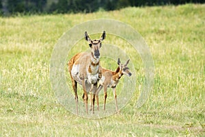 Pronghorn `American Antelope` Doe with Fawn