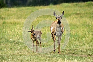 Pronghorn `American Antelope` Doe with Fawn