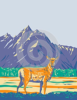 Pronghorn or American Antelope in Grand Teton National Park Wyoming WPA Poster Art