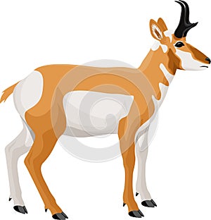 Pronghorn, American antelope, prong buck photo