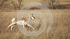 Pronghorn antelope