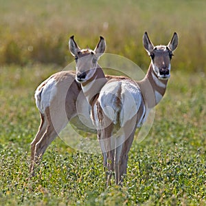 Pronghorn Antelope western wildlife animal photo