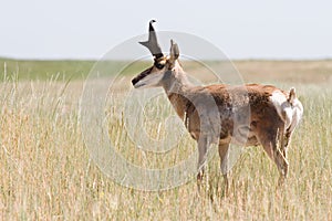 Pronghorn antelope