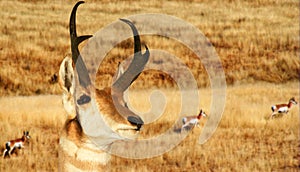 A Pronghorn Antelope