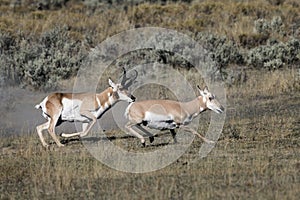 Pronghorn Antelope