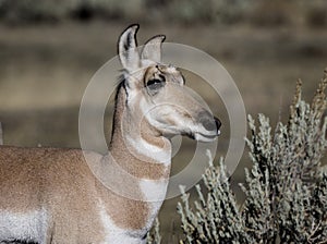 Pronghorn Antelope