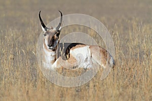 Pronghorn Antelope Antilocapra americana