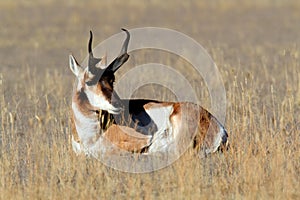 Pronghorn Antelope (Antilocapra americana) photo