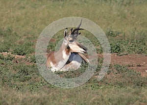 Pronghorn antelope antilocapra americana
