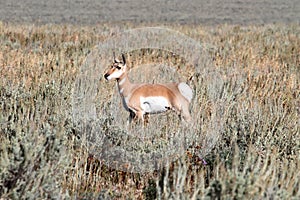 Pronghorn Antelope (Antilocapra americana)