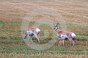 Pronghorn Antelope - Antilocapra americana