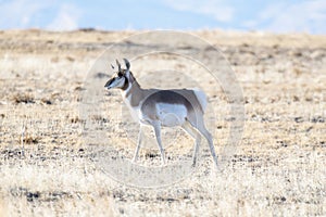 A Pronghorn Antelope Antilocapra americana on the Grasslands of Colorado with the Rocky Mountains in the Background