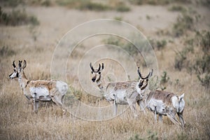 Pronghorn Antelope (Antilocapra americana) on the Plains of Color
